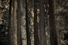 The-Trees-of-Westonbert