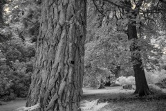 Westonbirt-IRDSC_214600010July-02-2020-Edit
