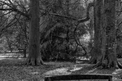 Westonbirt-IRDSC_230900012March-16-2021-Edit