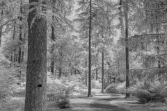 Westonbirt-JulyDSC_205500013July-13-2019-Edit