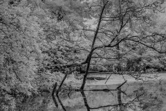 WoodchesterDSC_220600018July-10-2020-Edit