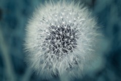 untitledDSC_240600011May-12-2021