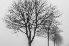 Foggy morning at Badminton 2